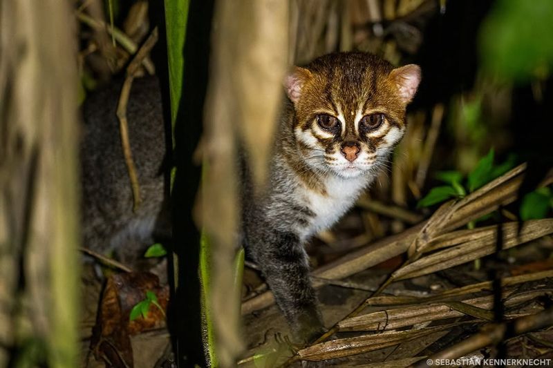 Flat-Headed Cat