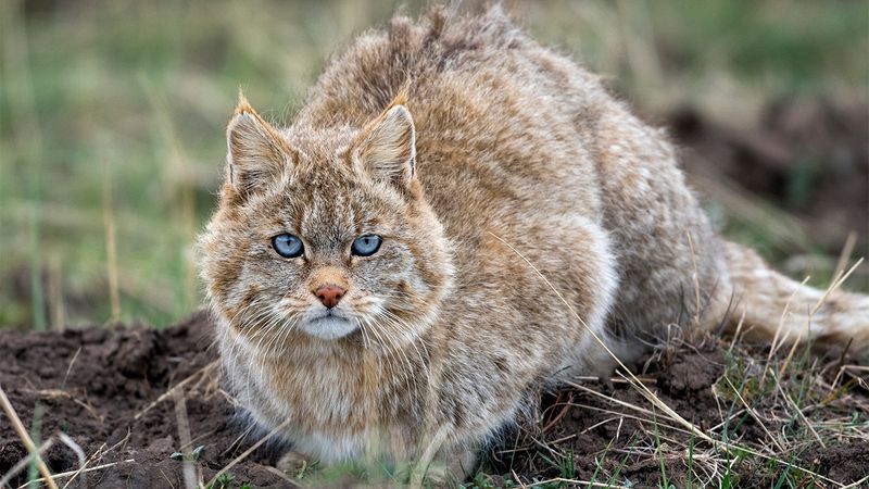 Chinese Mountain Cat