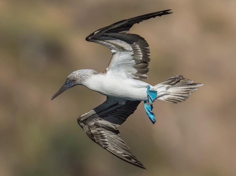 Blue-Footed Booby