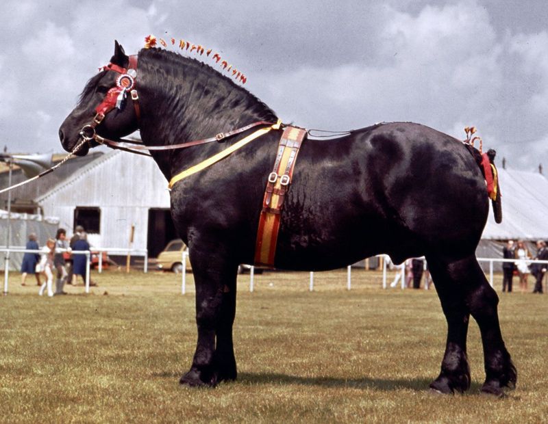 Percheron