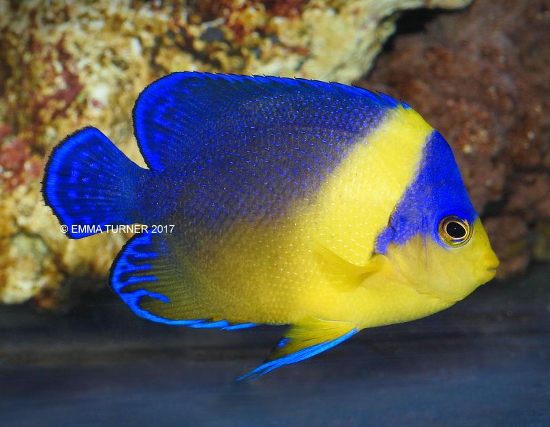 Masked Angelfish