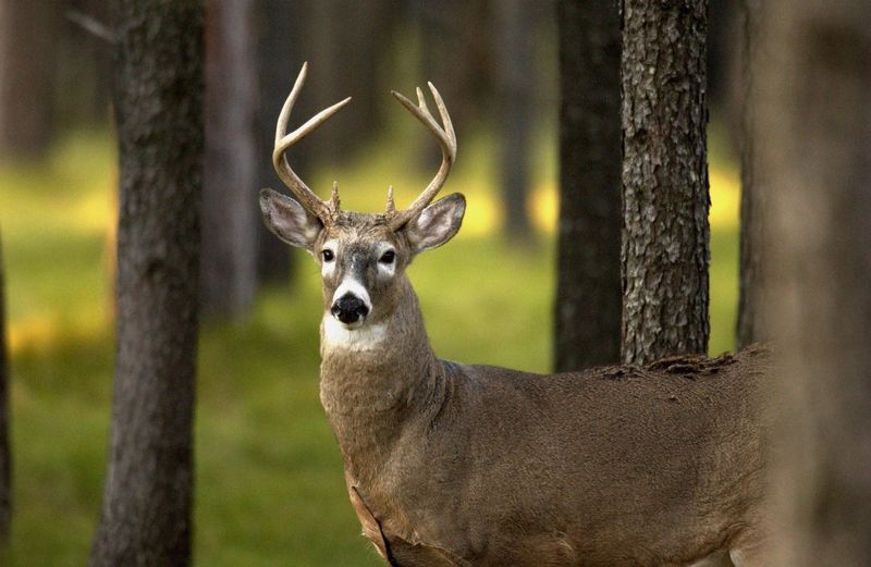 Michigan - White-tailed Deer