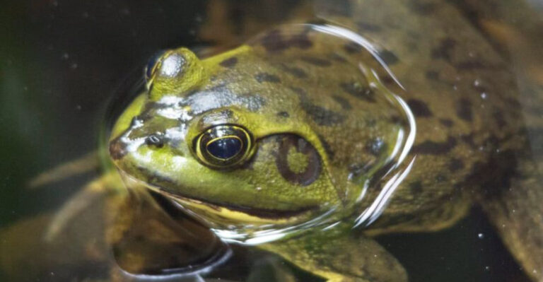 Massive Frogs Living In American Waters