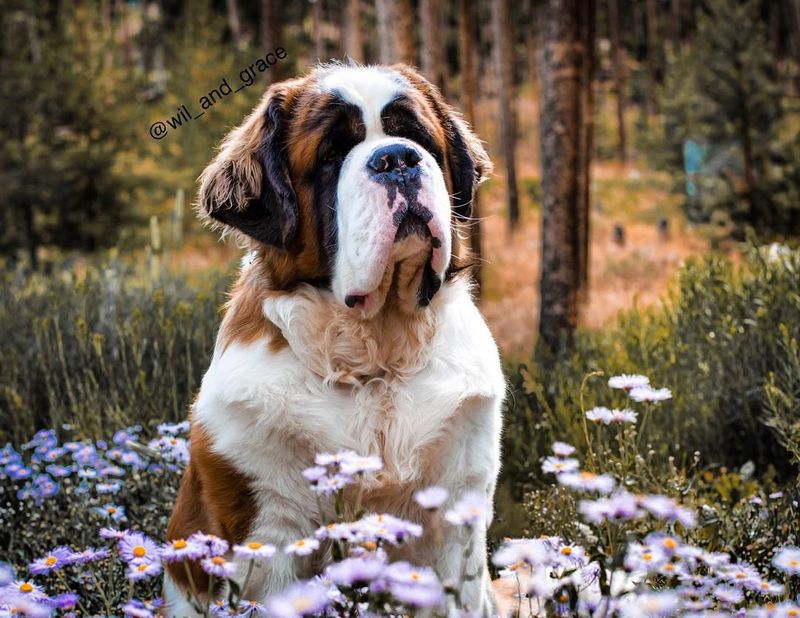 Saint Bernard