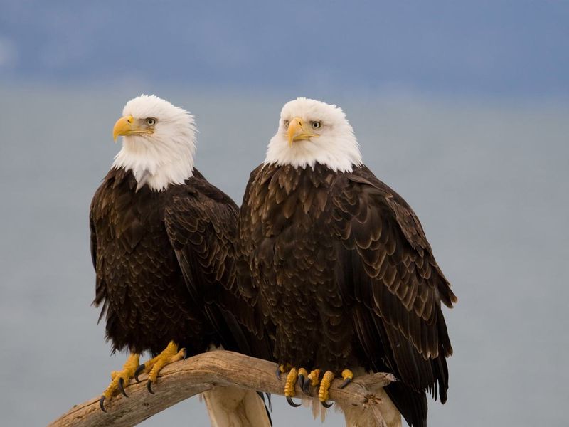 Mating For Life