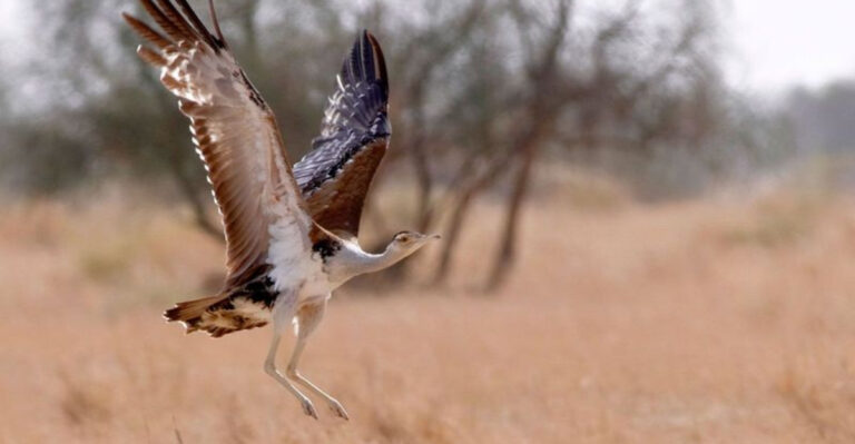 Mating With Dummies To Survive: 9 Facts About The Critically Endangered Indian Bustard