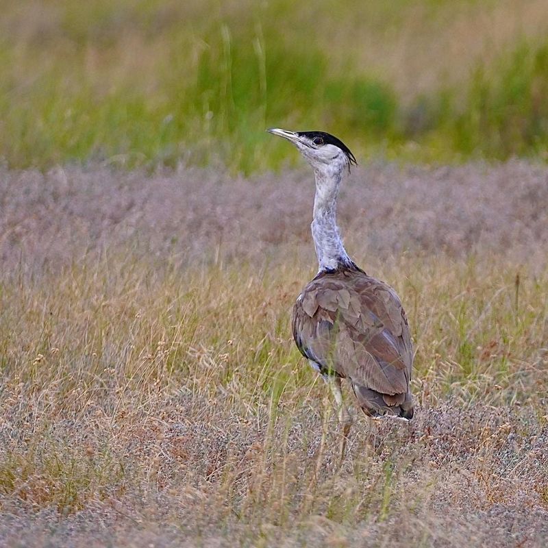 Threatened By Habitat Loss