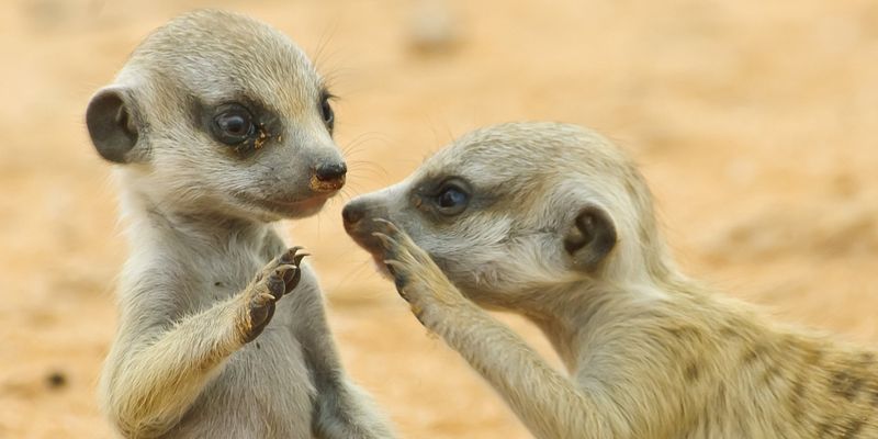 Meerkats
