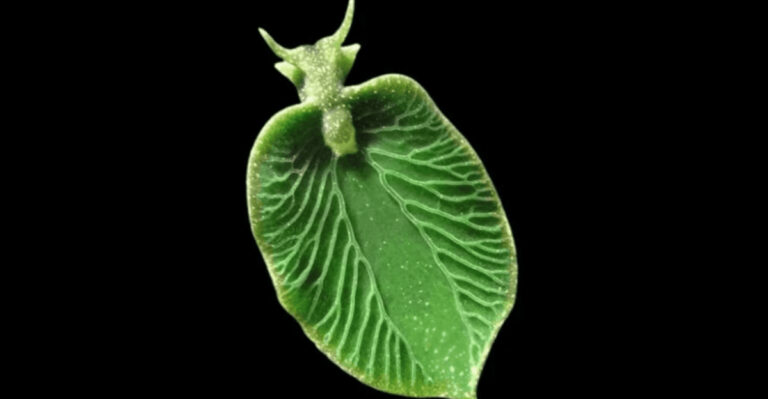 Meet 12 Amazing Creatures That Can Live Without Oxygen