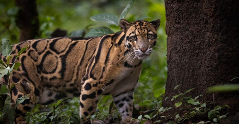 Meet 16 Incredible Big Cats That Rival The Tiger In Beauty And Power