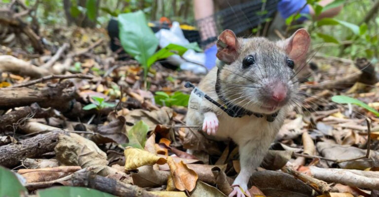 Meet Florida’s Most Endearing Rodent That May Soon Disappear