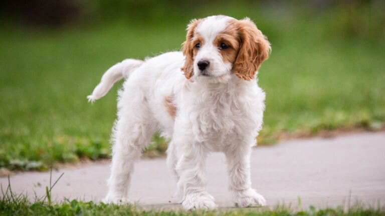 Meet The Morkies And Pugapoos: 15 Dog Mixes You Didn’t Know Existed, But Should