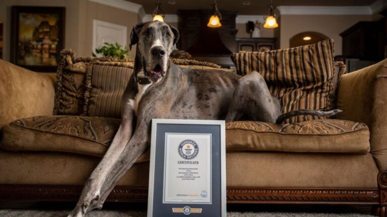 Meet The World's Biggest Dog: A Towering Gentle Giant