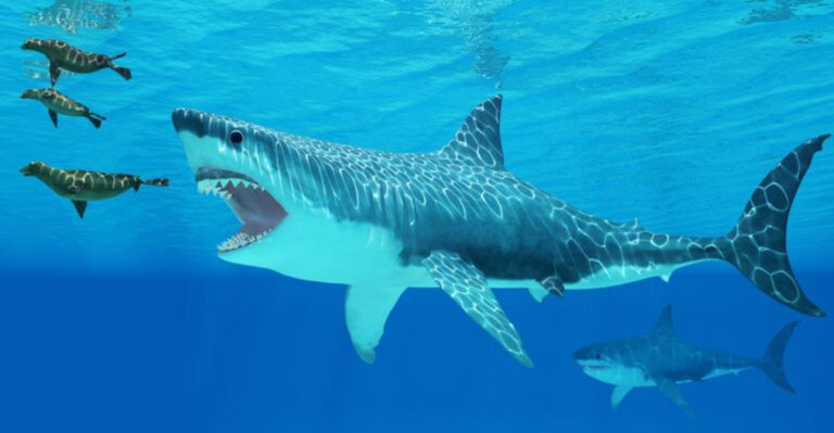 Megalodon Might Have Been Even Bigger – And That’s Just The Beginning