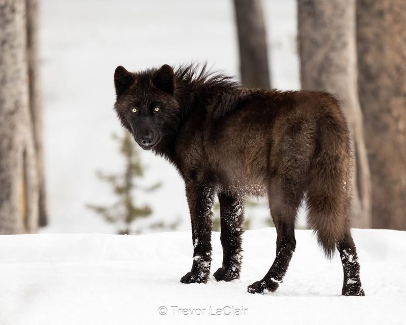 Black Wolf