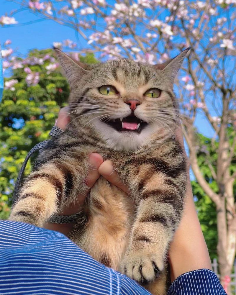 Meowing And Vocalizations