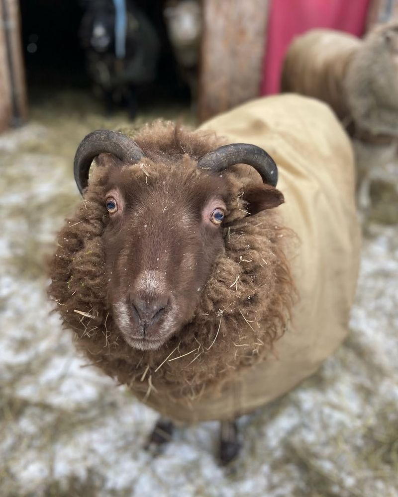 Shetland Sheep