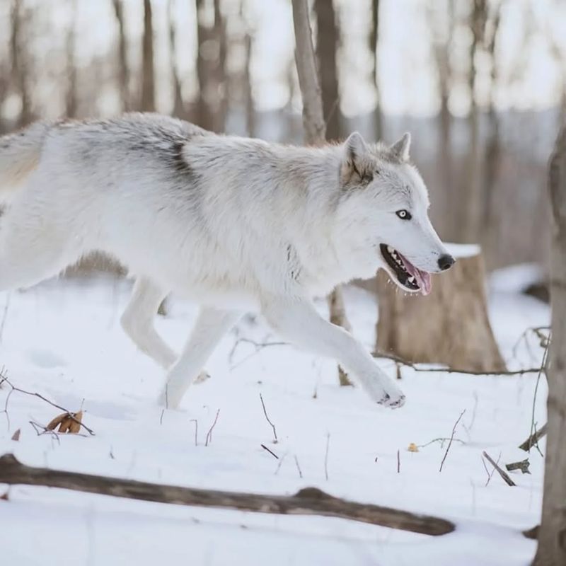 Arctic Wolf (Canis Lupus Arctos)