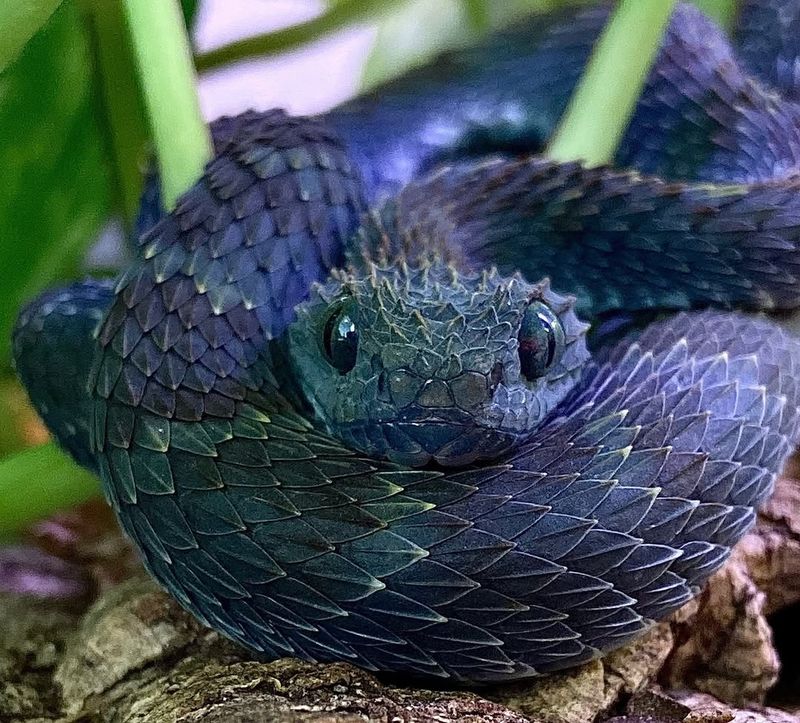 Bush Viper