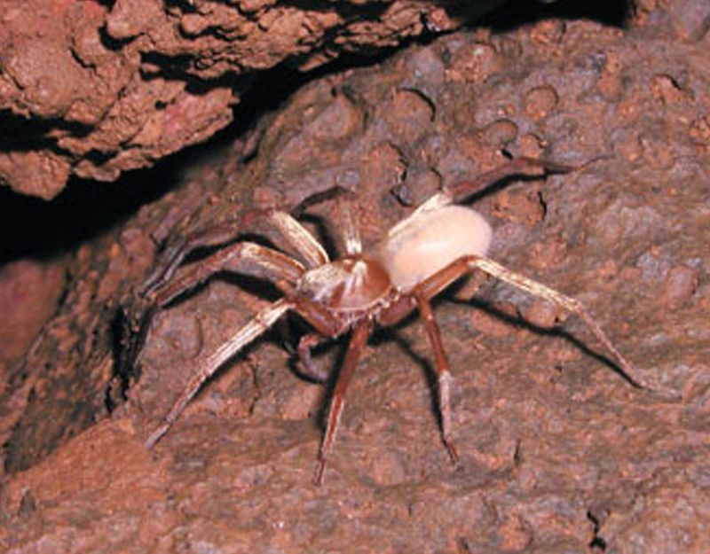 Kauai Cave Wolf Spider