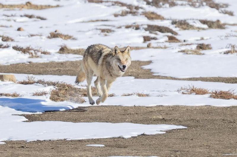 Himalayan Wolf: The Mountain Dweller