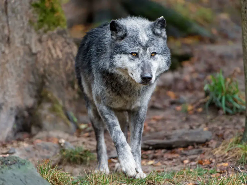 Minnesota - Eastern Timber Wolf