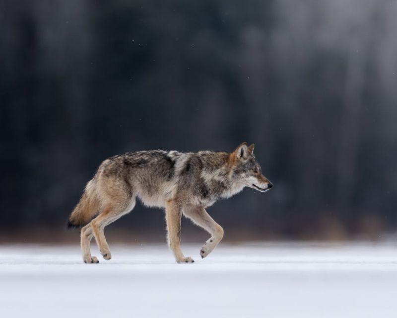 Minnesota: The Heart Of Wolf Country