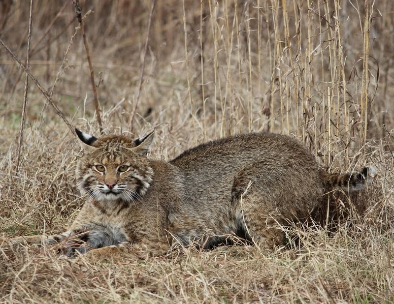 Georgia's Peachtree Predator