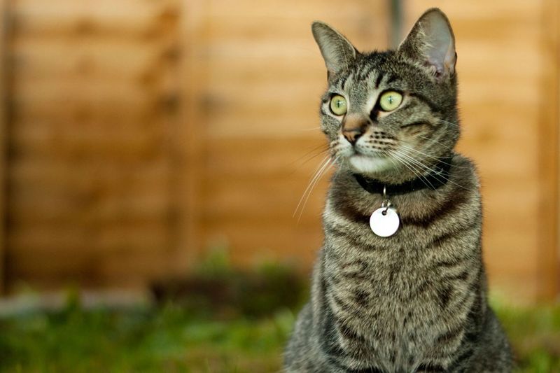 Microchip And ID Tags