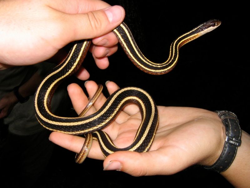 Ribbon Snake