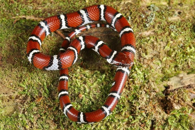 Milk Snake
