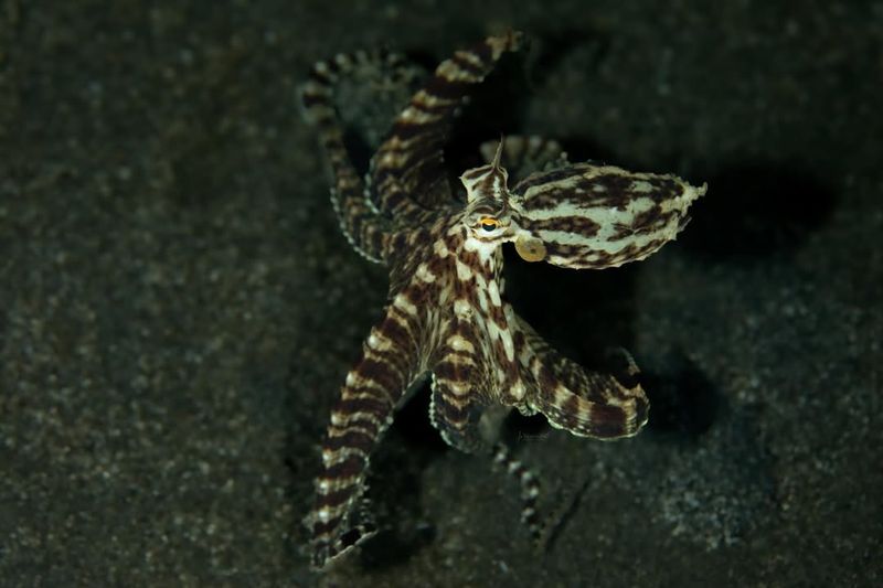 Mimic Octopus