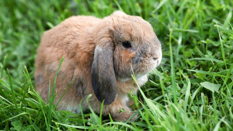 Mini Lop