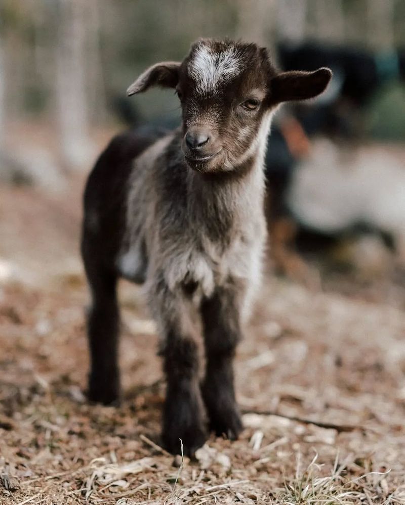 Pygmy Goat