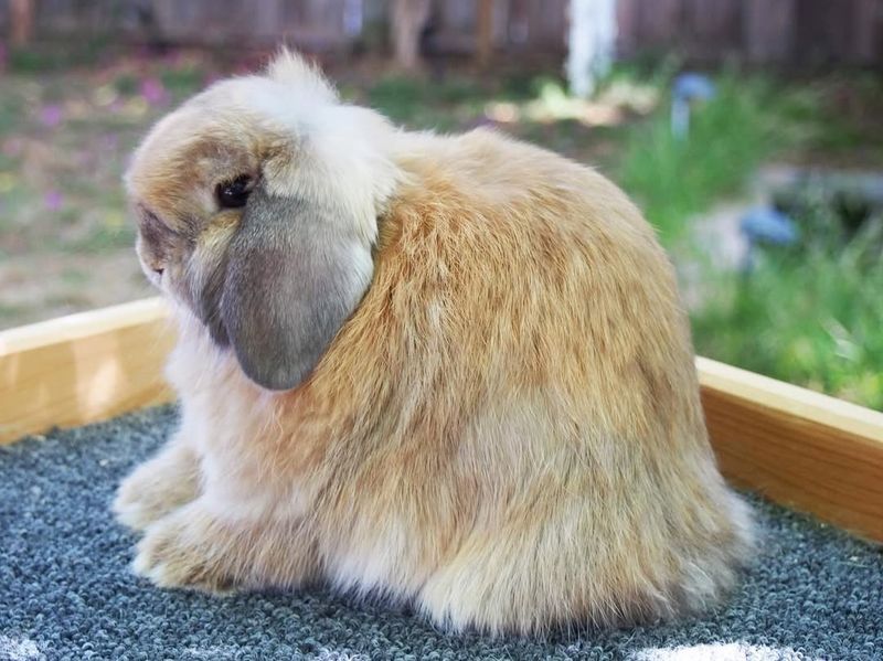 American Fuzzy Lop