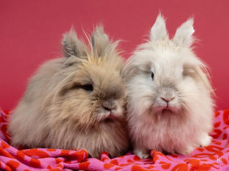 Lionhead