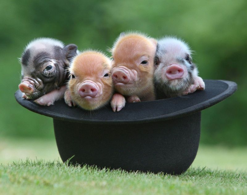 Pygmy Pig