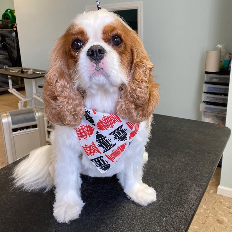 Cavalier King Charles Spaniel