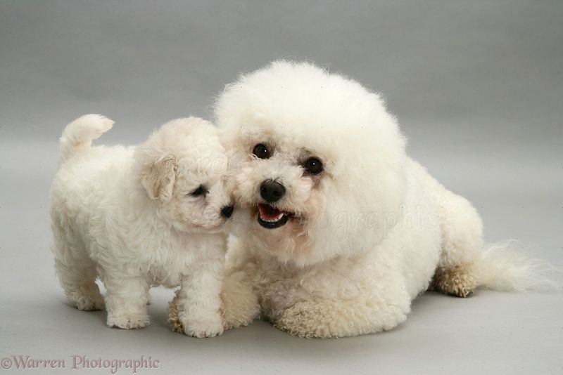 Bichon Frisé