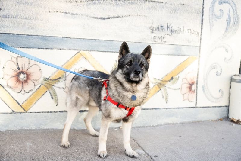 Norwegian Elkhound