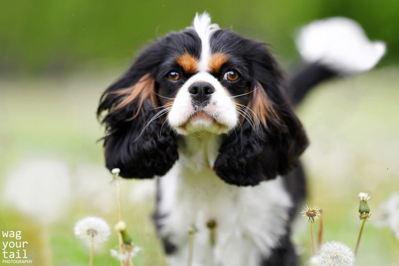 Cavalier King Charles Spaniel