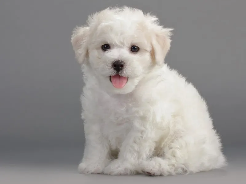 Bichon Frise