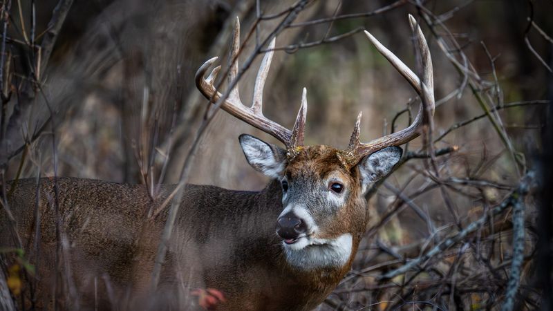 Mississippi - White-tailed Deer