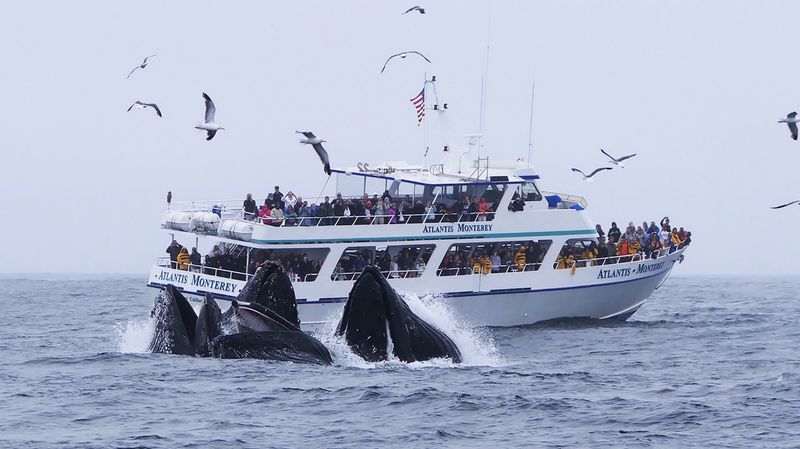 Monterey Bay, California, USA