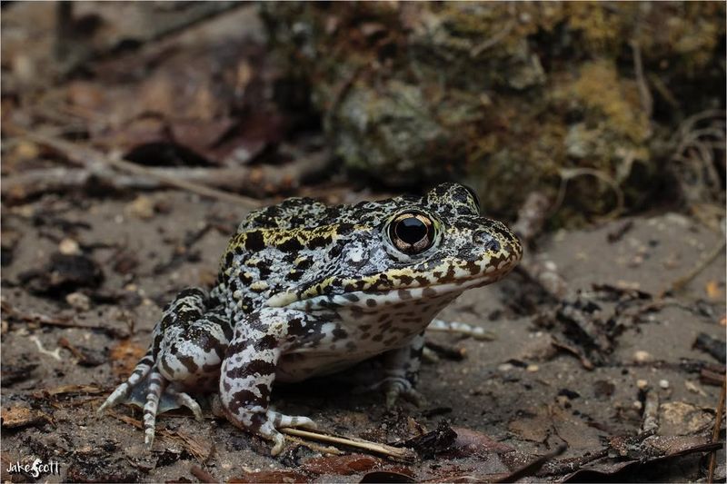 Mississippi Gopher Frog