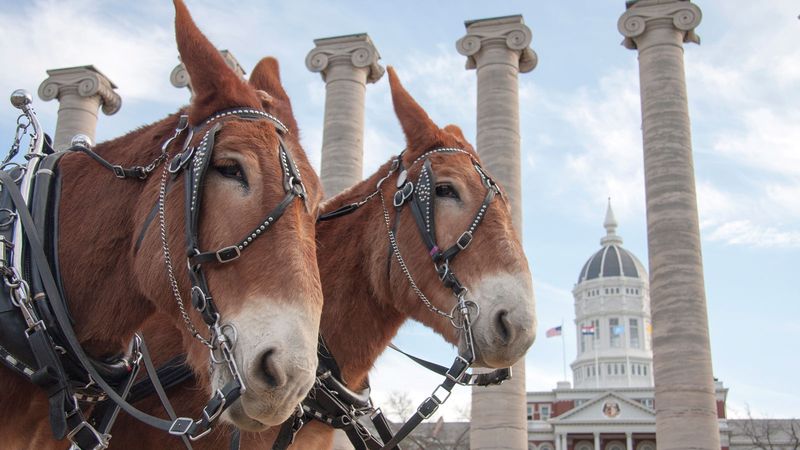 Missouri - Missouri Mule