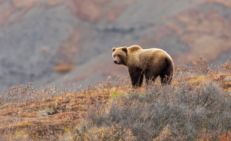 Montana - Grizzly Bear