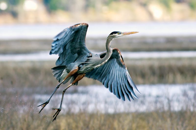 Great Blue Heron