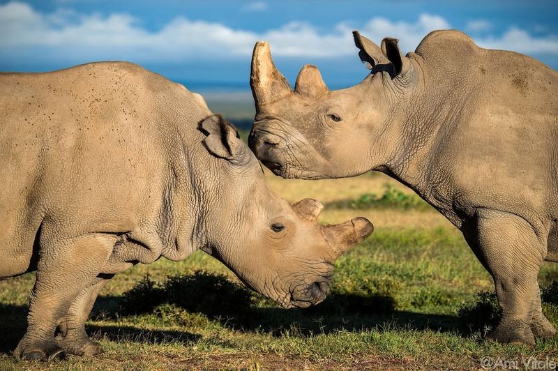 Northern White Rhinoceros