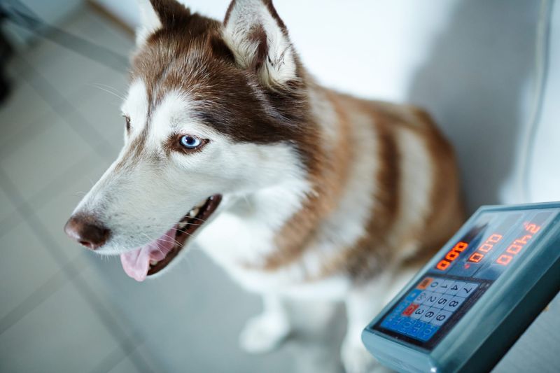 Monitoring Your Dog's Weight And Condition